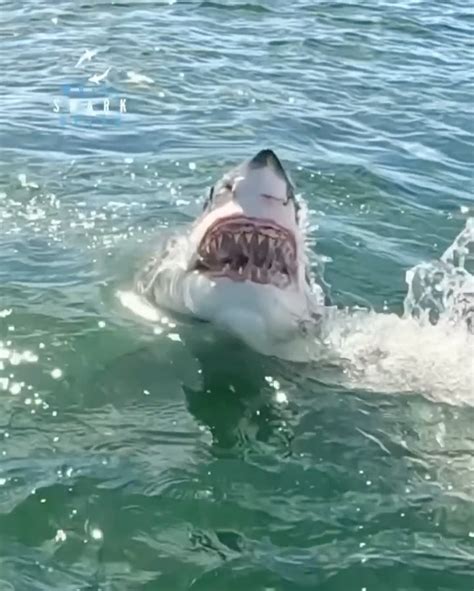 @Shark.