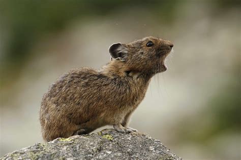 Pika.