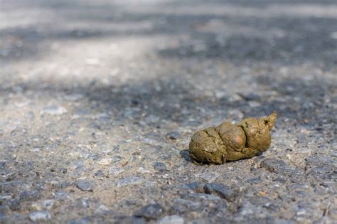 Poop.