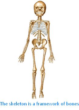 bonesframework.