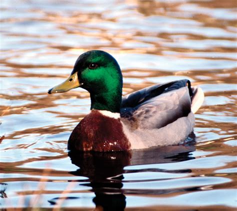 duck.