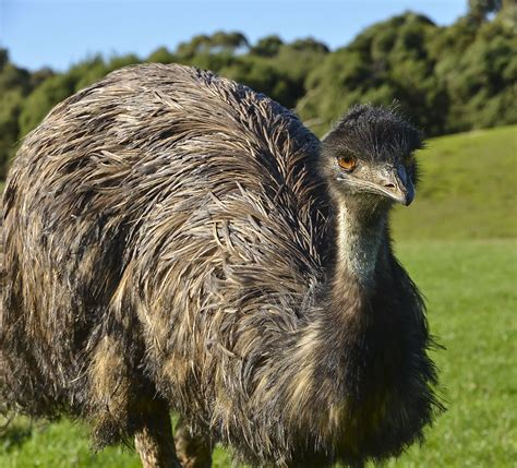 emu0s.